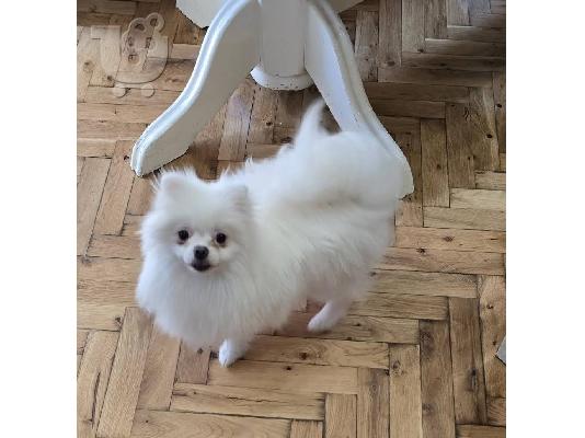 Καθαρόαιμα κουτάβια Boo Pomeranian